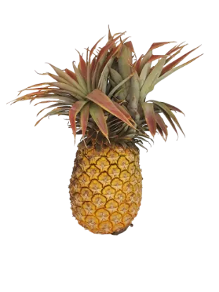 GIANT SWAZI CAYENNE PINEAPPLE EACH