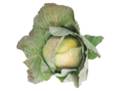 CABBAGE EACH